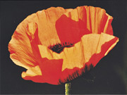 Orange Poppy