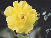 yellow Rose