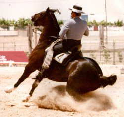 Iberian Horse and rider