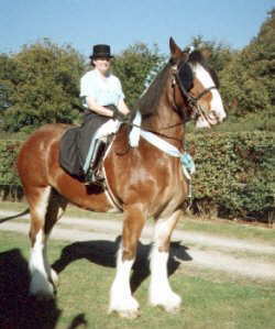 Shire Horse