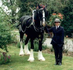 Shire Horse