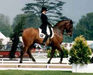 Dressage Horse and Rider